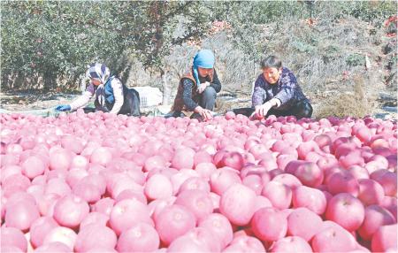 定西市隴西縣：蘋果成熟采摘忙